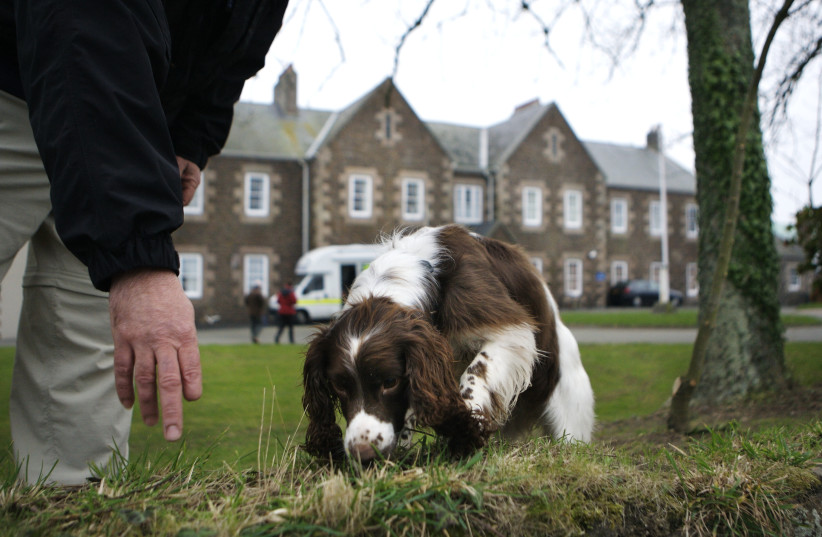  AN AS-YET-UNPURLOINED pooch – a Springer Spaniel – in Jersey. (photo credit: Christian Keenan/Getty Images)