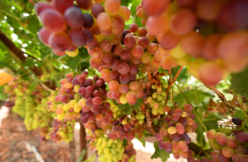 Wine Talk: All the fun of the fair - Vimarsana News