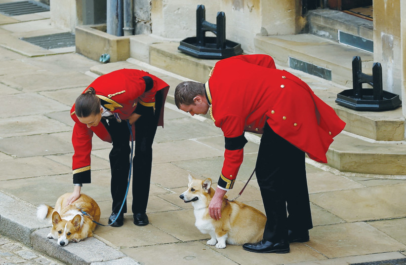  THE ROYAL corgis await Queen Elizabeth’s funeral cortege at Windsor Castle on September 19.  (photo credit: Peter Nicholls/Pool/Reuters)