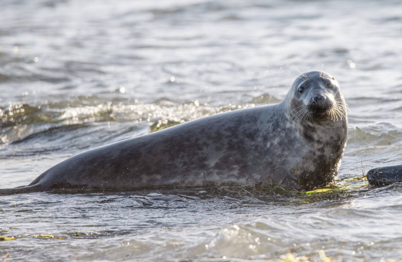 Gray seal at Måkläppen nature reserve in Sweden (photo credit: LUCC77/CC BY-SA 4.0/(https://creativecommons.org/licenses/by-sa/4.0)/VIA WIKIMEDIA COMMONS)