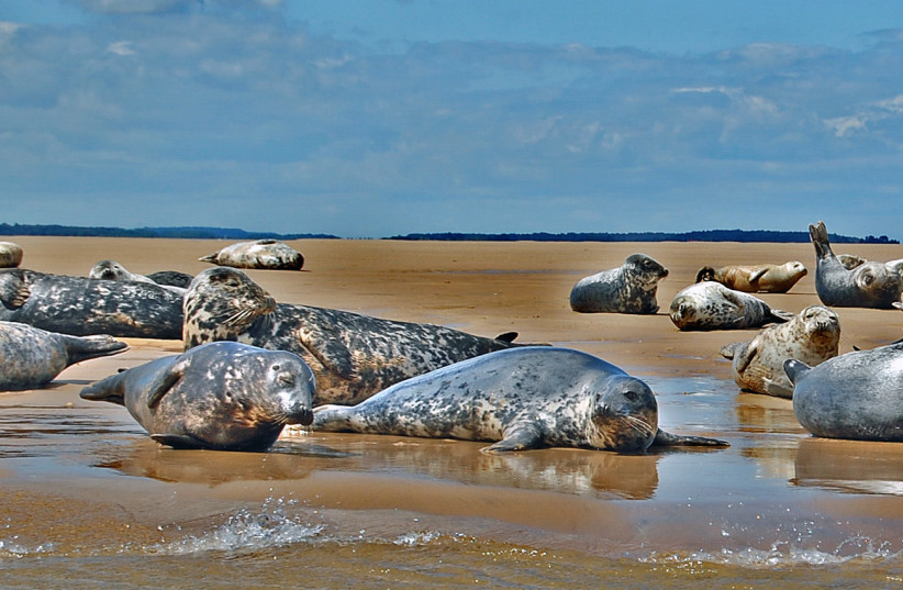 A group of gray seals on sands at Stiffkey, Norfolk, England (credit: DUNCAN HARRIS/CC BY 2.0 (https://creativecommons.org/licenses/by/2.0)/VIA WIKIMEDIA COMMONS)