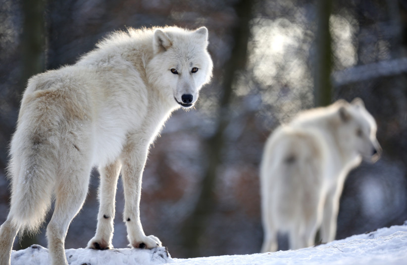  Arctic wolves stand in an enclosure at Wolfspark Werner Freund, in Merzig in the German province of Saarland January 24, 2013.  (credit: LISI NIESNER/ REUTERS)