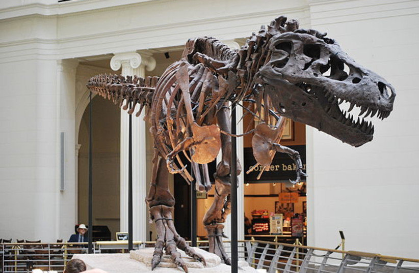  Holes can be seen in the skull of Sue the T-Rex, the best preserved fossil of the species found to date. (credit: Wikimedia Commons)