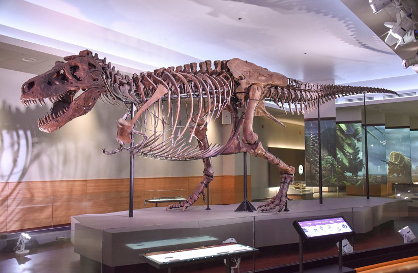  The fossil of Sue the T-Rex is on display at the  Field Museum in Chicago.  (photo credit: Wikimedia Commons)