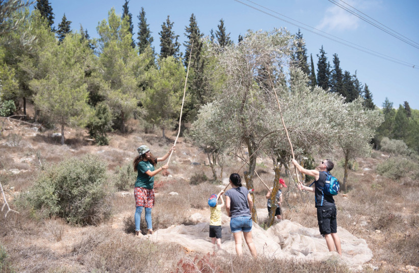 Sukkot activities across Israel - Vimarsana News