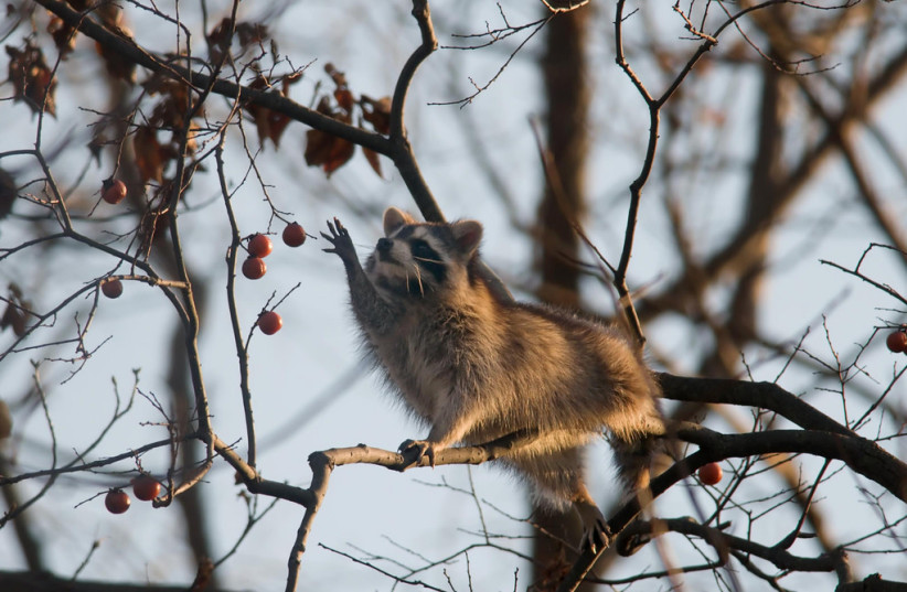  Raccoon reaching for persimmons. (photo credit: FLICKR)