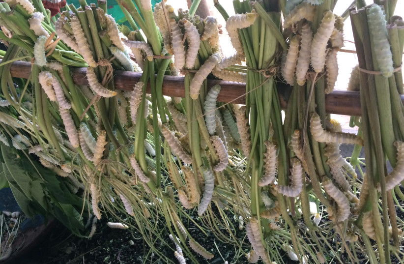  Certain communities in Assam rear Eri silk worm like this. (credit: Simtastic01/Wikimedia)