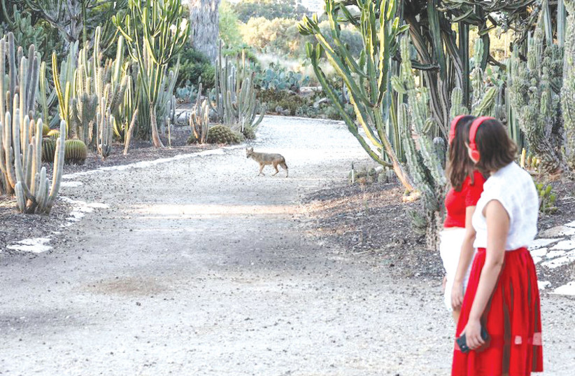  ‘Golden Howls,’ part of a 50-minute guided walk at Hayarkon Park. (credit: OFER VAKININ)