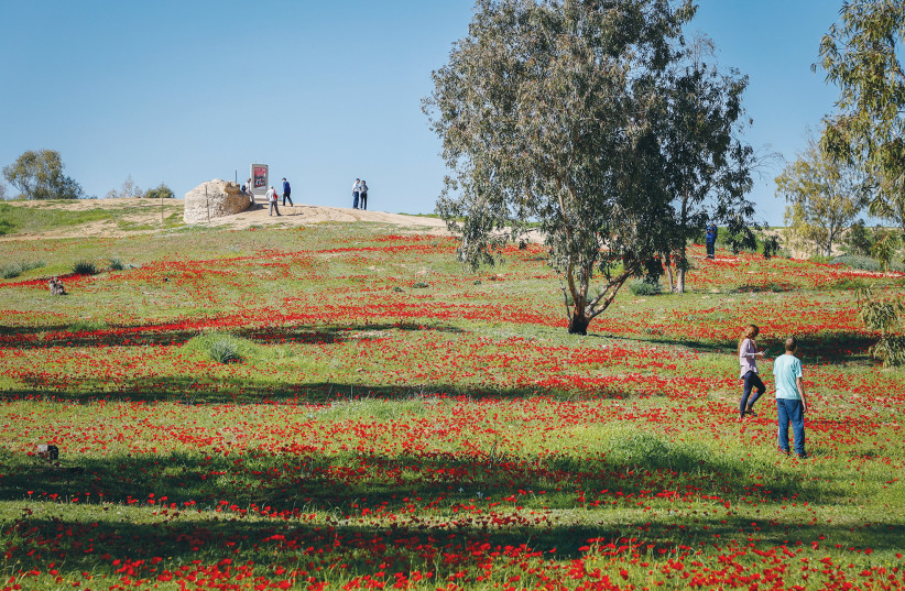  VISITORS ENJOY the anemone fields in Be’er Marva, in the south. This is the finest moment in Jewish history in 2,000 years. Jews have regained sovereignty in their indigenous homeland and made it blossom anew (photo credit: GERSHON ELINSON/FLASH90)