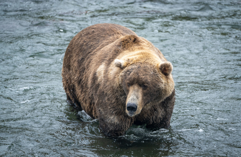  Bear 480, Otis, after several months of packing on the pounds. (credit: Courtesy L. Law via Katmai National Park and Preserve)