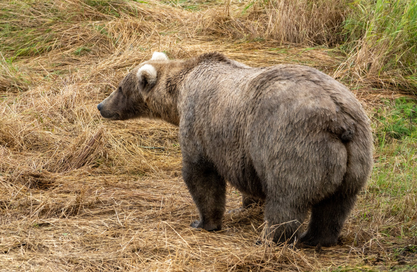 Bear 128 Grazer in all her glory. (credit: Courtesy L. Law via Katmai National Park and Preserve)