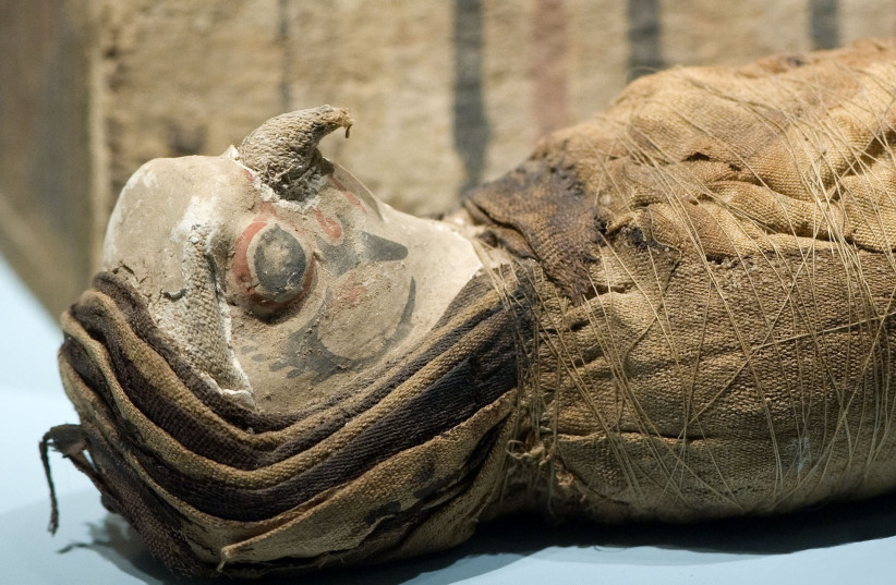  A mummy of a Falcon discovered in Egypt. (photo credit: CREATIVE COMMONS)