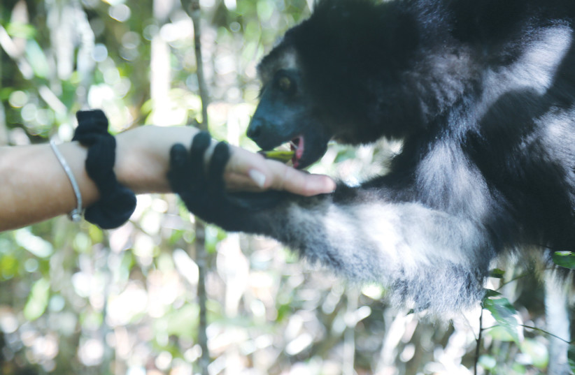  DR. LIAT BEN DAVID offering a banana to an indri lemur in Madagascar. (photo credit: DAVID BEN DAVID)