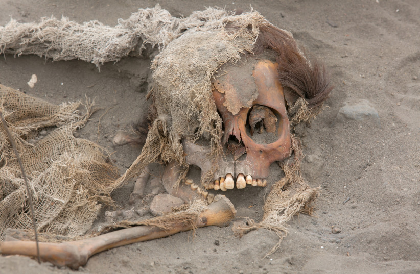  View of a mass grave of children and adults from the Chimu culture at Pampa La Cruz in Huanchaco district of Trujillo, Peru. (photo credit: REUTERS/DOUGLAS JUAREZ)