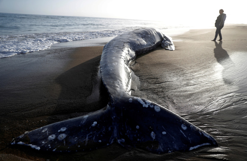  A dead gray whale rests on Limantour Beach at Point Reyes National Seashore in Point Reyes Station, north of San Francisco, California, US, May 23, 2019. (credit: REUTERS/STEPHEN LAM/FILE PHOTO)