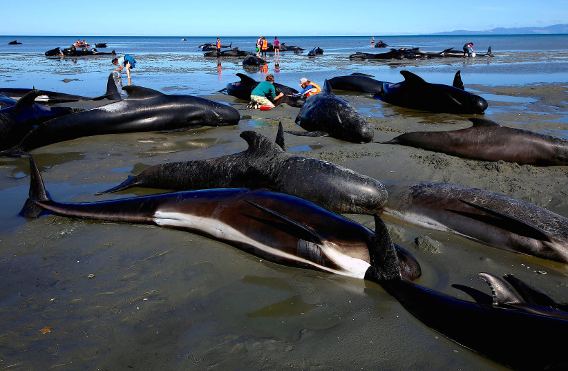  Volunteers try to assist stranded pilot whales that came to shore in the afternoon after one of the country's largest recorded mass whale strandings, in Golden Bay, at the top of New Zealand's South Island, February 11, 2017.  (photo credit: REUTERS/ANTHONY PHELPS/FILE PHOTO)