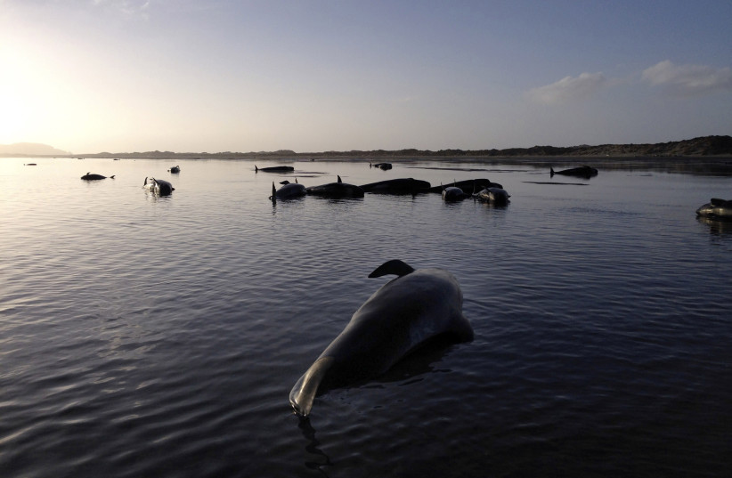  Dozens of pilot whales lie beached at Farewell Spit on the northern tip of New Zealand's South Island, in this February 13, 2015 handout courtesy of the Department of Conservation. Picture taken February 13, 2015.  (credit: REUTERS/DEPARTMENT OF CONSERVATION/HANDOUT VIA REUTERS)