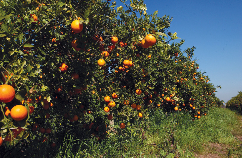  An orange orchard on kibbutz. (photo credit: REUVEN CASTRO/MAARIV)