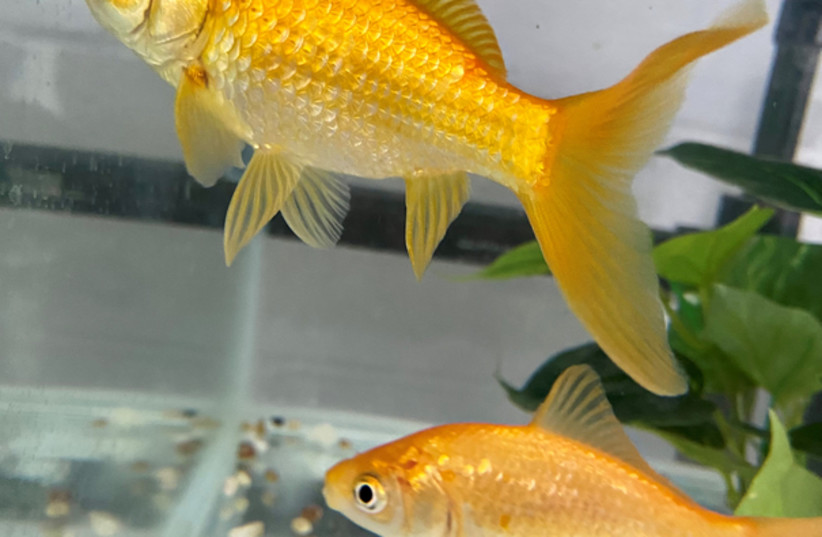  Goldfish, Carassius auratus. (photo credit: Cait Newport)