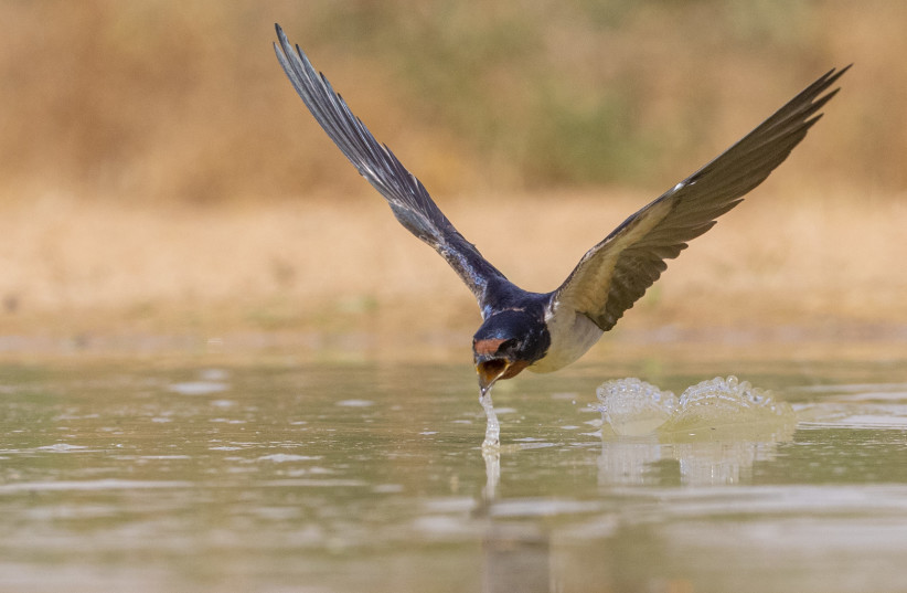  ISRAEL NOW produces more fresh water than it consumes (Pictured: Barn swallow drinks water in the Negev). (photo credit: Haim Shohat/Flash90)