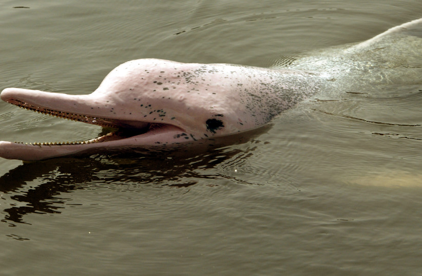  A pink dolphin is seen swimming while being trained at the Oasis Sea World marine park in Chantaburi, nearly 290 km (190 miles) southeast of Bangkok on December 20, 2003. Pink dolphins, also known as Indo-Pacific humpback dolphins, are among the world's most endangered species. (photo credit: REUTERS/ADREES LATIF)