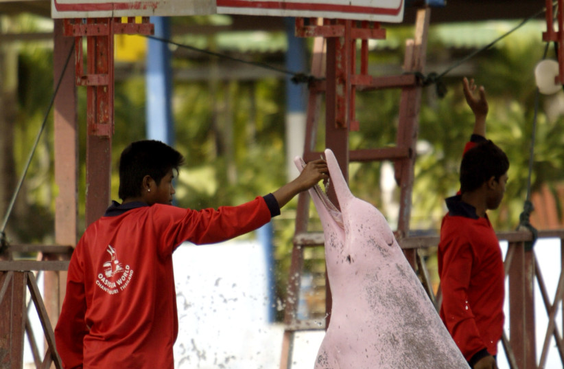  A pink dolphin is seen being trained at the Oasis Sea World marine park in Chantaburi, nearly 290 km (190 miles) southeast of Bangkok on December 20, 2003. (credit: REUTERS/Adrees Latif AL)