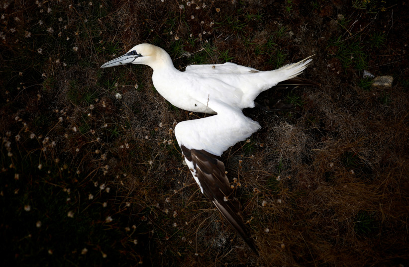  A dead northern gannet is seen near a beach in Pleumeur-Bodou as the Sept-Iles archipelago bird reserve is affected by a severe epidemic of bird flu, off the coast of Perros-Guirec in Brittany, France, September 6, 2022 (photo credit: Stephane Mahe/Reuters)