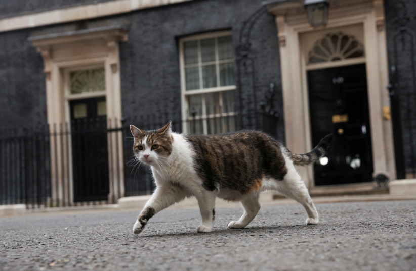  Larry the cat walks outside of 10 Downing Street in London, Britain July 7, 2022.  (credit: PHIL NOBLE/REUTERS)