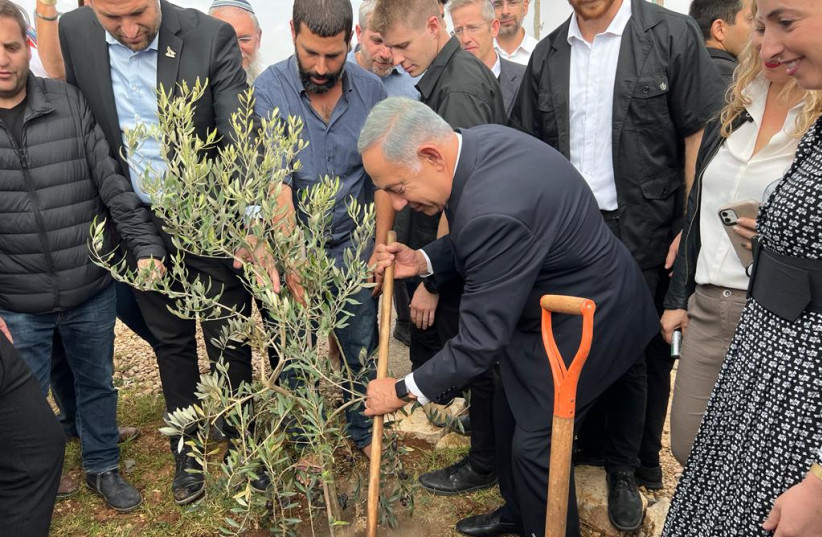  Israeli opposition leader Benjamin Netanyahu is seen planting an olive tree in the Givat Harel outpost in the West Bank, on October 26, 2022. (credit: TOVAH LAZAROFF)