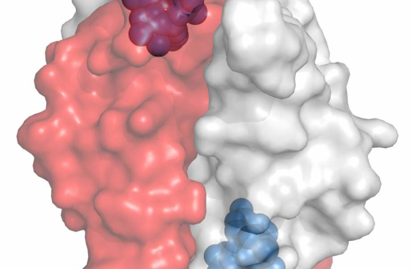  The Tad1 protein, produced by the phage, captures an immune signaling molecule. In the figure: A pair of Tad1 proteins and two signaling molecules trapped inside them. (credit: WEIZMANN INSTITUTE OF SCIENCE)