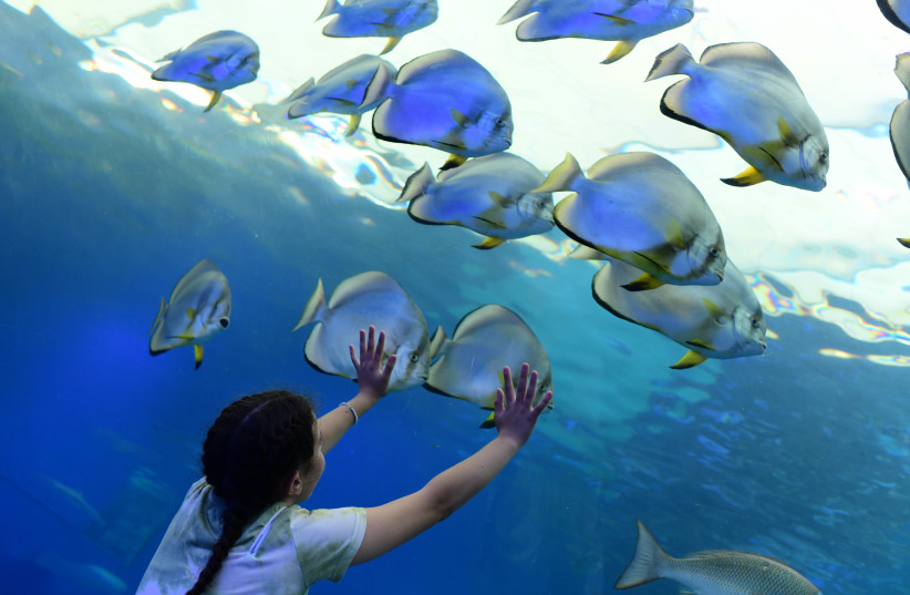 Eilat and Israel: Sand, sea and sustainability - opinion - Vimarsana News