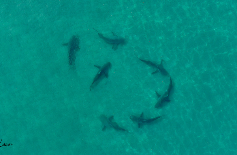  Sharks off the coast of Hadera, October 2022 (photo credit: Guy Lavian/Nature and Parks Authority)