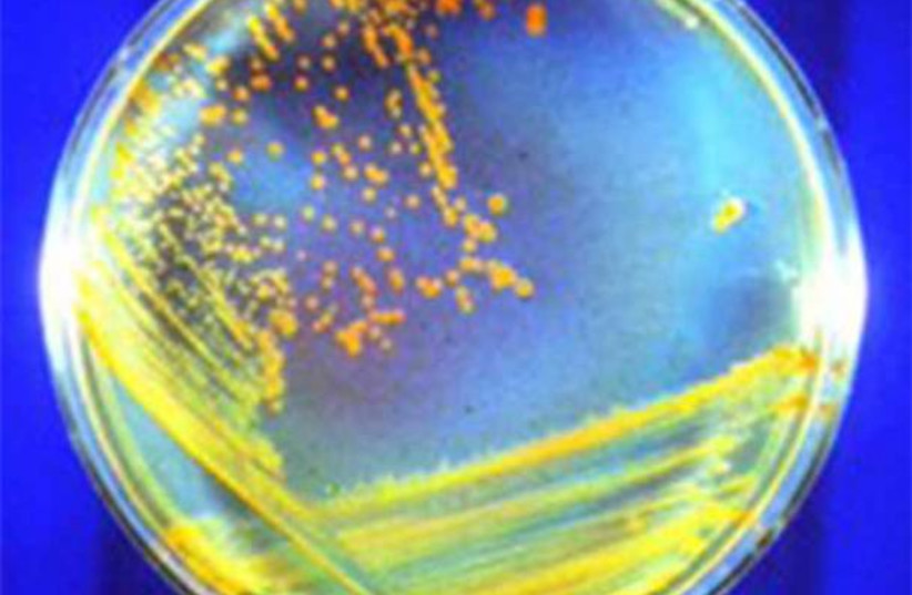  A sample of D. radiodurans, the bacteria that could possibly live on Mars, growing on a nutrient agar plate. The red color is due to carotenoid pigment. (credit: Michael Daly/Uniformed Services University)