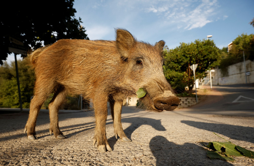  A young boar walks through Las Planas neighborhood in the Collserola Natural Park in Barcelona, Spain, August 11, 2022. (photo credit: REUTERS/ALBERT GEA)