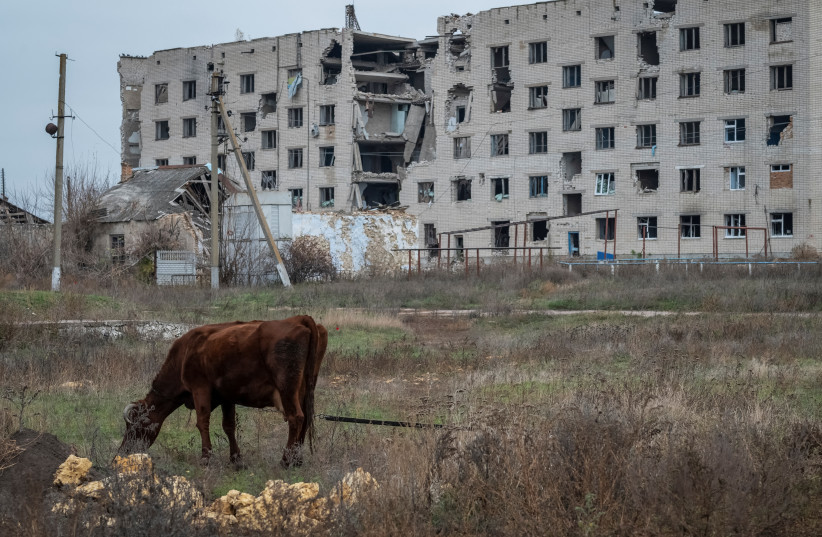  A cow grazes near a damaged house, amid Russia's attack on Ukraine, in the village of Arkhanhelske, Kherson region, Ukraine November 8, 2022.  (credit: Viacheslav Ratynskyi/Reuters)