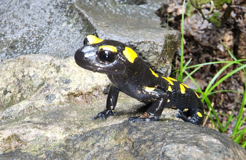  Salamanders spotted at the Banias River in Israel's north – a very distant cousin to the ancient Rhinesuchus. (credit: OFER SHINAR/NATURE AND PARKS AUTHORITY)