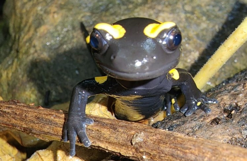  Salamanders spotted at the Banias River in Israel's north (credit: OFER SHINAR/NATURE AND PARKS AUTHORITY)