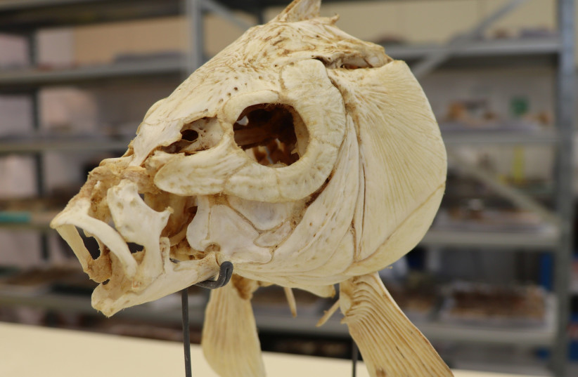  An example of the skull of a modern carp. (credit: TEL AVIV UNIVERSITY)