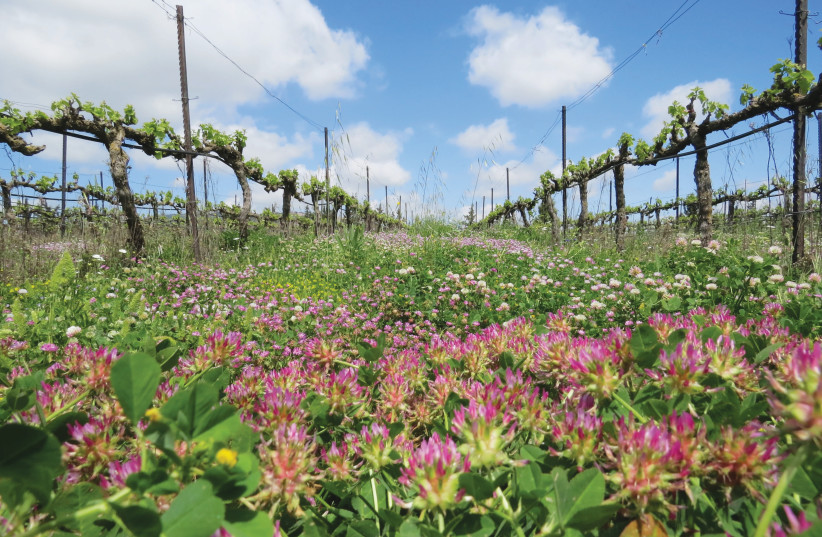 The Galil Mountain Winery's vineyards are all in the eastern Upper Galilee, not far from the winery.  (photo credit: GALIL MOUNTAIN WINERY)
