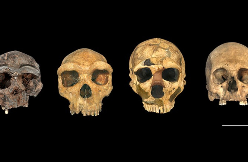  Four human species are represented here (H. erectus, H. heidelbergensis, H. neanderthalensis, H. sapiens). (photo credit: THE TRUSTEES OF THE NATURAL HISTORY MUSEUM, LONDON)