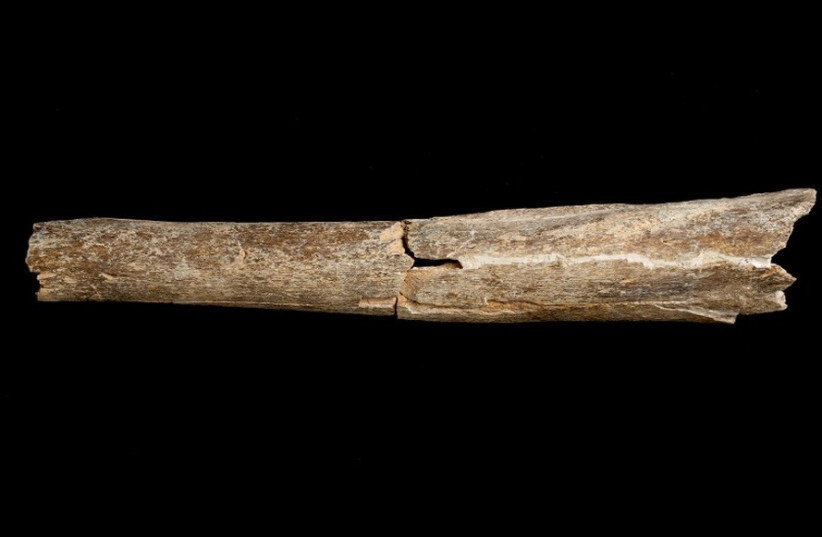  Part of the tibia of an early human believed to be Homo heidelbergensis discovered at the Boxgrove archaeological site in West Sussex.  (credit: THE TRUSTEES OF THE NATURAL HISTORY MUSEUM, LONDON)