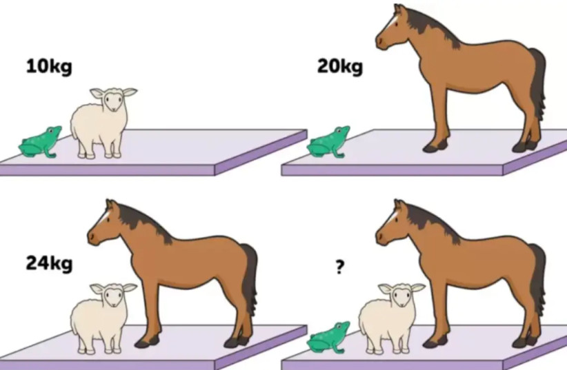  How much does each animal weigh? (photo credit: Tiktok/Maariv)