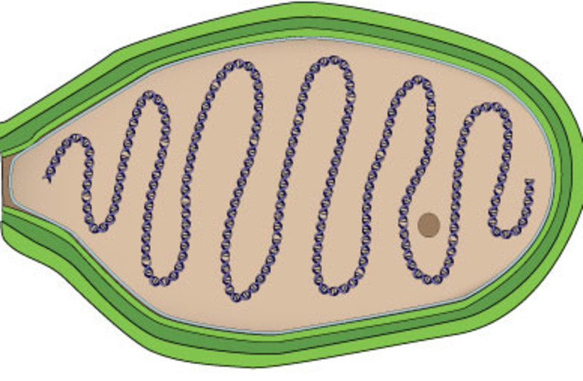  A Pandoravirus (Illustrative). (credit: Wikimedia Commons)