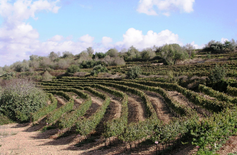  TZORA’S SHORESH Vineyard in the Judean Hills is certified by Fair’n Green. (credit: SHORESH VINEYARD)