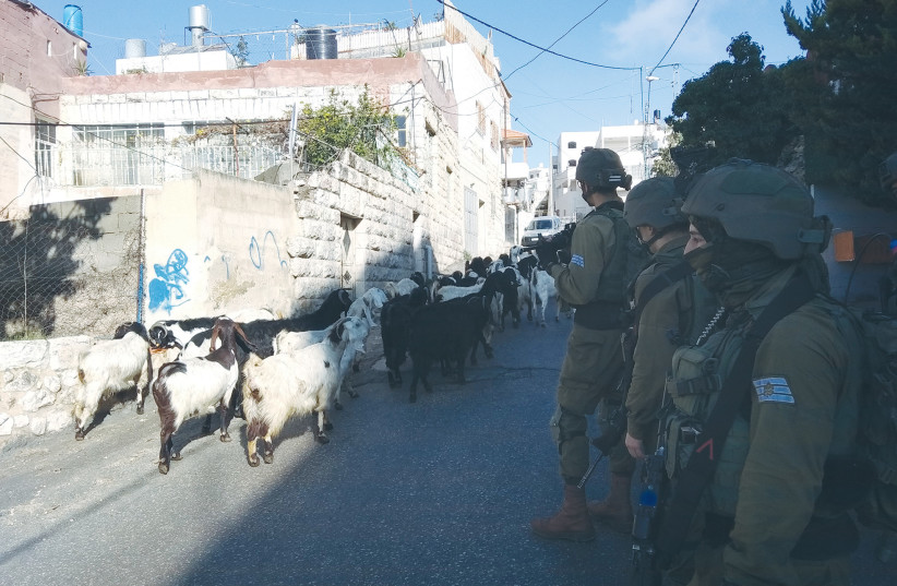  SOLDIERS ON patrol in Harat a-Sheikh neighborhood watch as a herd passes by on the street.  (photo credit: Amitan Leitner)