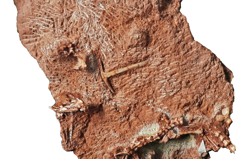  Fossil – the whole specimen showing the skull (left) and skeleton (base of specimen)  (credit: DAVID WHITESIDE, SOPHIE CHAMBI-TROWELL, MIKE BENTON, NATURAL HISTORY MUSEUM UK)