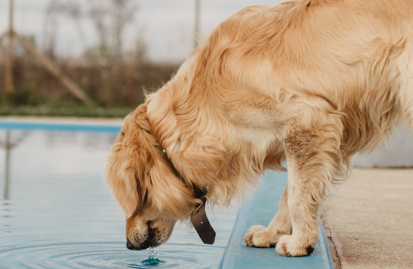  Dog drinking water out of a pool (credit: PEXELS)