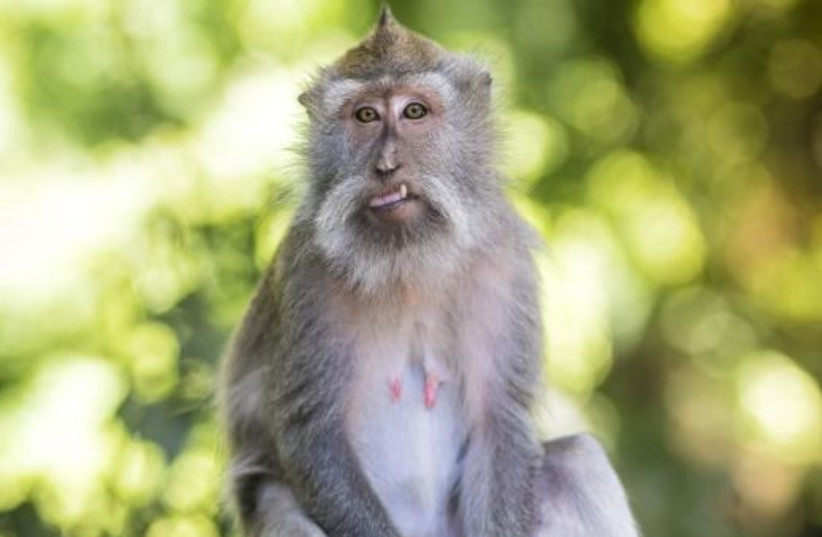 Macaque at Sacred Monkey Forest, Bali, Indonesia (photo credit: INGIMAGE)