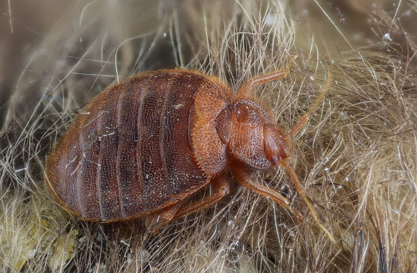  A bed bug, one of the most persistent "pest" animals to plague humanity. Can we find a way to stop them? (Illustrative) (photo credit: Wikimedia Commons)