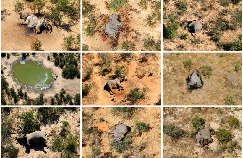  A combination photo shows dead elephants in Okavango Delta, Botswana May-June, 2020. (photo credit: REUTERS)